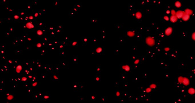 Red rose petals sway in the wind. Isolated on black background. 4K 3D rendering loop animation.