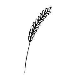 Hand drawn cereal wheat oat rye barley rice ears spikelet clipart Organic wheat bread agriculture farming harvest healthy food Single element for print packaging label design decor