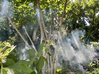 Smoke rising through trees is highlighted by rays of sunlight filtering through trees image for background use