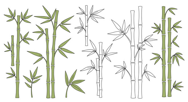 Hand-drawn illustration of bamboo stalks and leaves in both solid green and outline styles, perfect for nature-inspired designs.