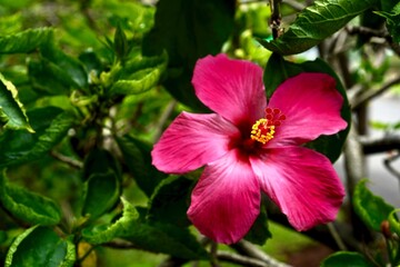 Obraz premium Hibiscus flower blooming outdoors with vibrant petals and natural green leaves, captured in soft daylight, ideal for nature, tropical, garden, and floral background concepts.