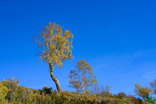Birch tree in golden fall color foliage on a ridgeline with sunny blue sky in background, Glen Affric National Nature Reserve, Scottish Highlands, Scotland, UK
