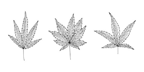 Set of hand drawn cannabis leaf Medicine marijuana Hemp leaves clipart in doodle style Single element for print, web, design, decor