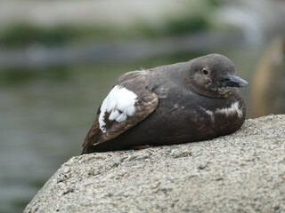 Pigeon guillemot perching on rocky surface inside Newport marine environment, showcasing native seabird resting posture near Pacific shoreline