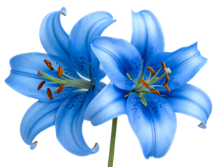 Vibrant blue lily flowers with dark stamen and speckled petals isolated