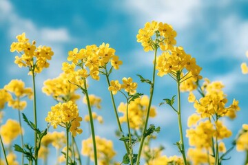 Bright yellow flowers blooming on tall green stems against a clear blue sky with soft clouds, capturing a vibrant and cheerful outdoor spring scene