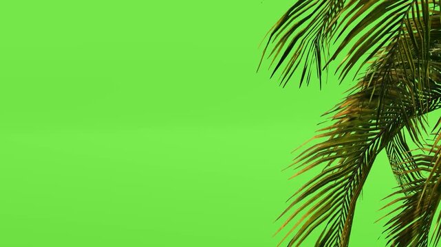 Coconut Palm Leaves And Shadow Green Screen
