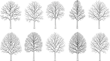 Deciduous tree silhouette set, botanical illustration, branching pattern study, black and white tree sketch, dendrology reference, nature graphic design © MstLavli