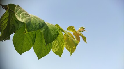 Tree branche leaves with copy space blue sky