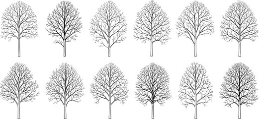 Stylized deciduous tree illustration set, branching complexity study, black and white tree sketch, botanical reference, fractal structure, nature design