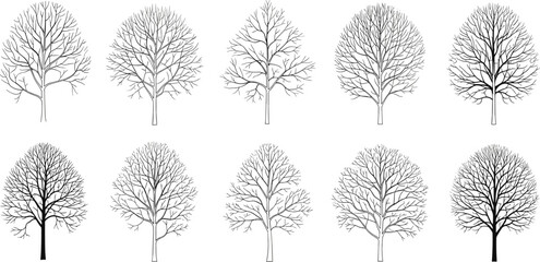 Stylized leafless tree illustration set, branching structure study, black and white tree sketch, botanical reference, nature design, morphology chart © MstLavli