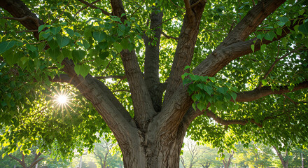 Bodhi Tree with Sunlight Shining Through Leaves
