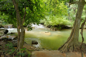 Tropical Forest River Scene with Flowing Green Water and Trees