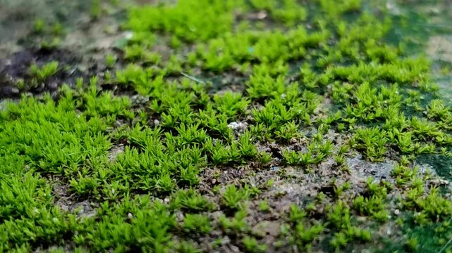 The moss species with the scientific name Barbula unguiculata, commonly called Bird's-claw Beard-moss, belongs to the Pottiaceae family and grows on rocks