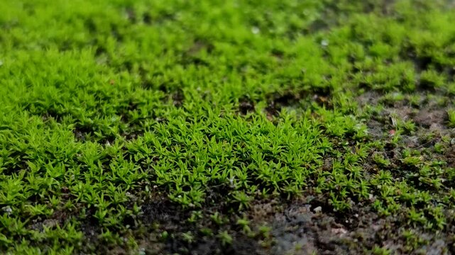 The moss species with the scientific name Barbula unguiculata, commonly called Bird's-claw Beard-moss, belongs to the Pottiaceae family and grows on rocks