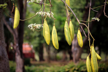 Fototapeta premium White silk cotton pods tree ,kapok or Ceiba pentandra hanging for make pillow or mattress