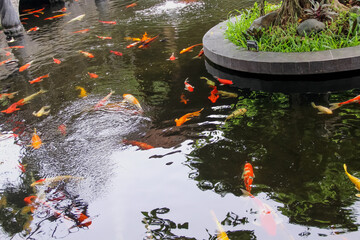 Colorful fancy carp fish swimming with shadow of tree in water pond