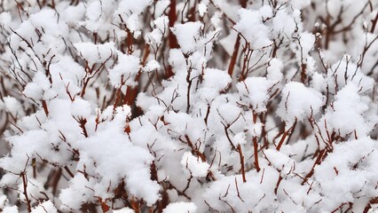 Snow covers winter bush branches in a garden, creating a beautiful natural frosted landscape and patterns