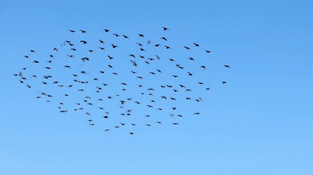 Large flock of birds flying high in a clear blue sky