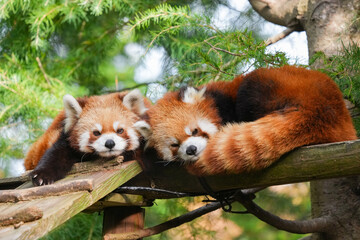 Fototapeta premium red pandas relaxing