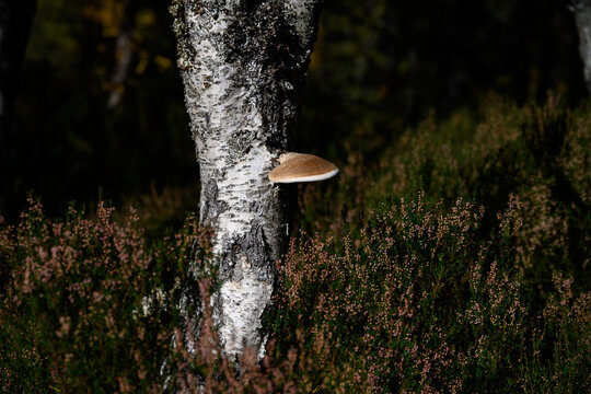 Shelf Fungus growing on a birch tree trunk highlighted by the sun, fall heather heath on forest floor, Glen Affric, Scotland, UK
