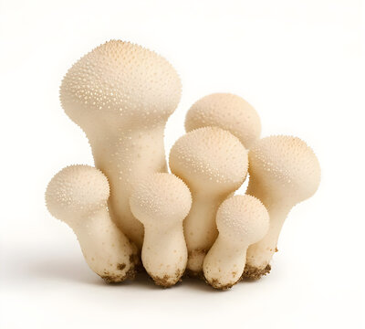 Cluster of Spiky White Puffball Mushrooms on White Background
