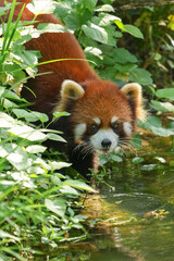 Fototapeta premium red panda