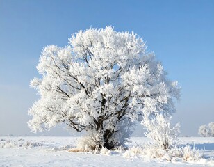 Frost-covered tree stands starkly against a bright blue sky over a snow-covered field