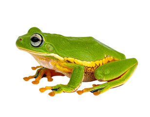 Obraz premium Bright green amphibian with yellow and orange accents, perched