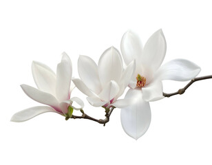 Obraz premium Delicate white blossoms on a branch against a black background