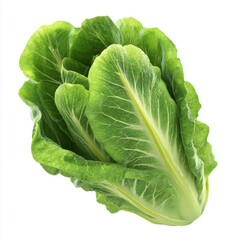 Obraz premium Fresh Green Romaine Lettuce Leaves Isolated on White Background Studio Lighting Healthy Food Ingredient