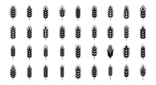 A collection of black and white vector icons depicting various types of grain, cereal, and corn, suitable for agriculture and food-related designs.