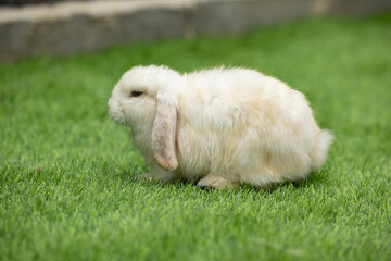 Fluffy white lop eared rabbit on green grass, soft fur, small pet rabbit relaxing outdoors in garden light