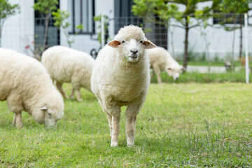 Obraz premium Sheep grazing in grassy field with woolly sheep looking at camera, pastoral scene with green grass and farm building in background