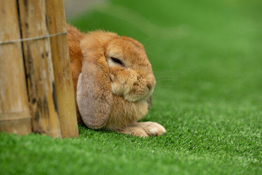 Brown lop rabbit resting beside wooden post on green grass with peaceful expression and soft fur