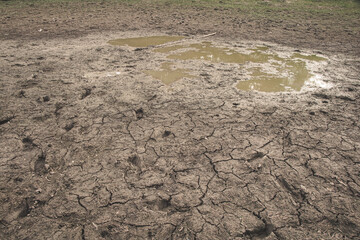 Dry, broken earth fills the scene, exposing the harsh reality of drought and the struggle of nature to survive.