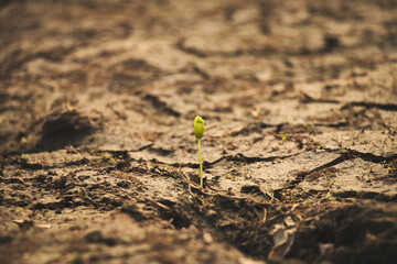 Sunlit rebirth tree standing strong as a symbol of environmental healing and new beginnings.