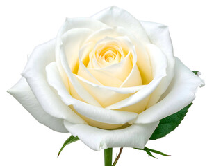 A delicate, pristine white rose bloom, its petals unfurling gently, isolated