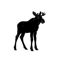 Moose silhouette portrait