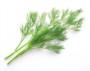 Three fresh green dill sprigs on a clean white background, feathery and aromatic, evoking crisp freshness and culinary appeal