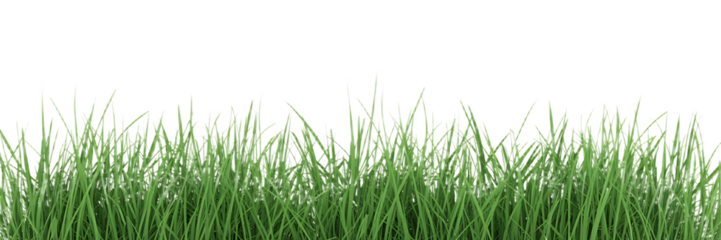 High resolution image of vibrant green grass with a clean white background suitable for nature themes and outdoor design projects