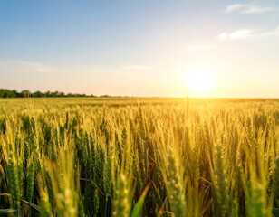 A field of tall, golden wheat bathed in warm sunlight under a clear, blue sky. The bright sun is partially obscured