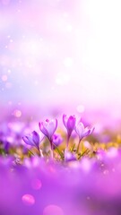 A field of vibrant purple crocuses in full bloom, bathed in soft, ethereal light with bokeh effects, conveying spring beauty