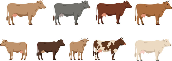 Farm cow illustration set with various cattle breeds, coat colors and body patterns for agriculture projects, dairy branding, rural education and livestock designs