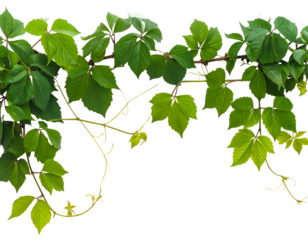 Lush green vines with delicate tendrils cascade across dark background