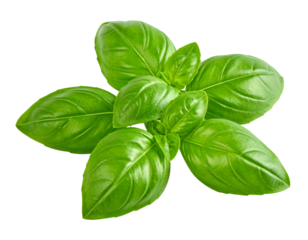 basil leaves isolated on transparent background