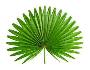 Palm leaf fan shape isolated on white background