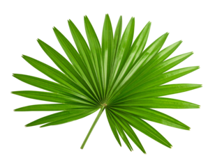 Palm leaf fan shape isolated on white background