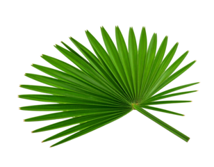 Palm leaf fan shape isolated on white background