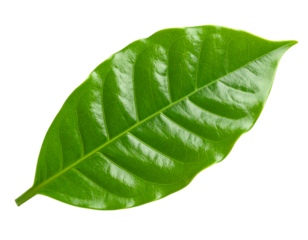 Coffee plant leaves isolated on transparent background
